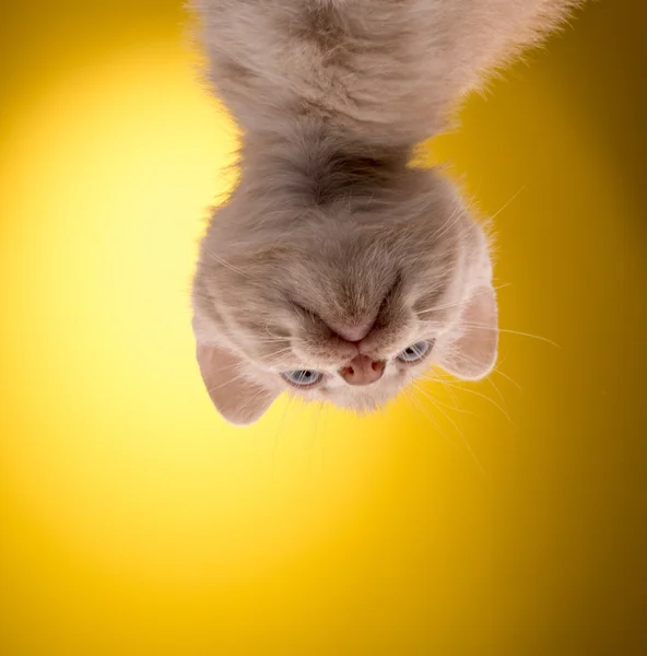 Little funny kitten — Stock Photo, Image