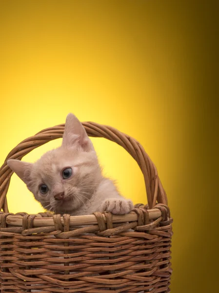 Pequeño gatito divertido — Foto de Stock