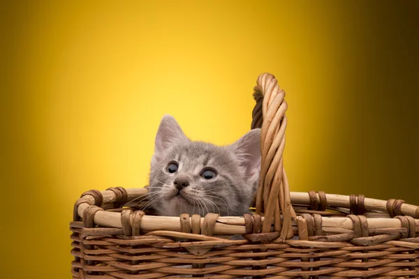 Pequeño gatito divertido — Foto de Stock