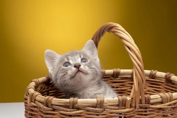 Pequeno gatinho engraçado — Fotografia de Stock