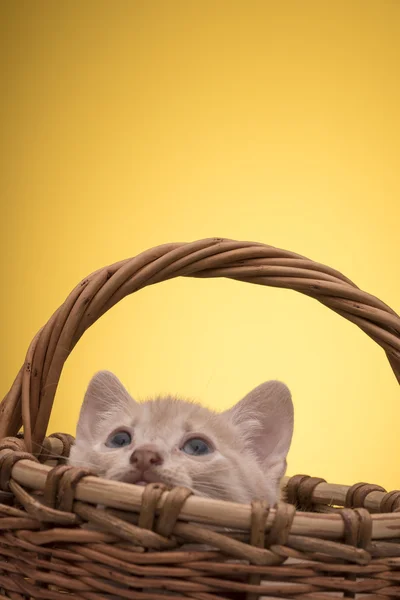 Pequeno gatinho engraçado — Fotografia de Stock