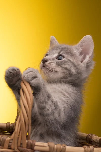 Pequeño gatito divertido — Foto de Stock