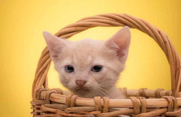 Pequeño gatito divertido — Foto de Stock