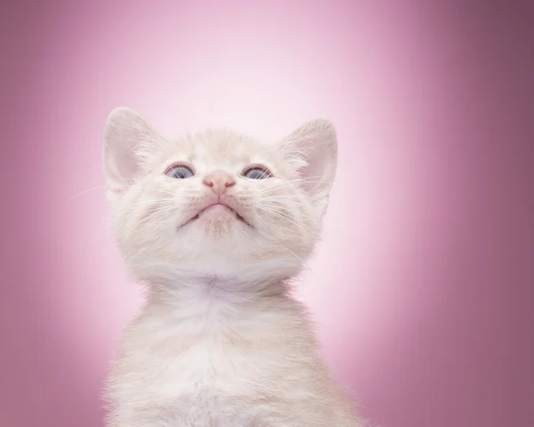 Pequeno gatinho engraçado — Fotografia de Stock