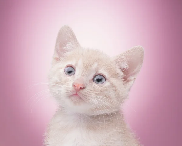 Pequeno gatinho engraçado — Fotografia de Stock