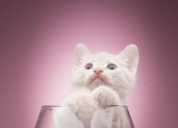 Piccolo gattino divertente — Foto Stock