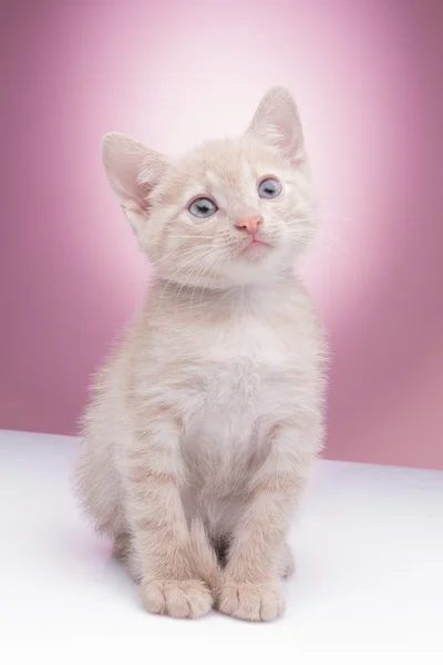 Pequeno gatinho engraçado Imagem De Stock