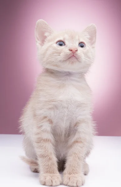 Pequeno gatinho engraçado — Fotografia de Stock