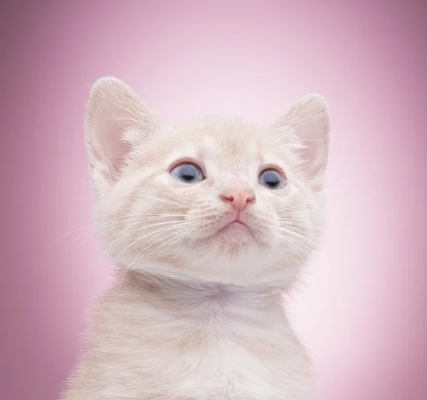 Pequeno gatinho engraçado — Fotografia de Stock