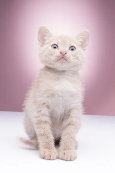 Pequeno gatinho engraçado — Fotografia de Stock