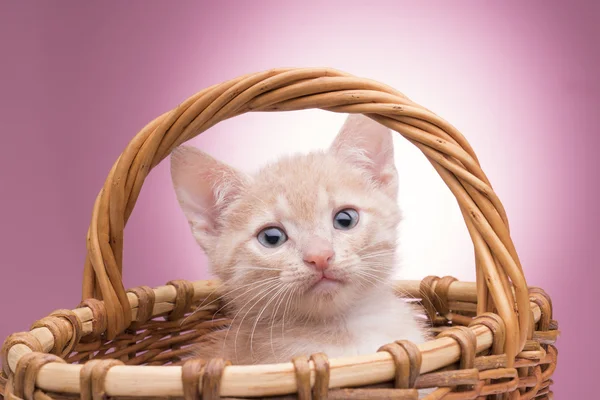 Sepetteki küçük kedi yavrusu — Stok fotoğraf