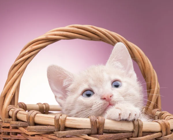 Little kitten in the basket — Stock Photo, Image