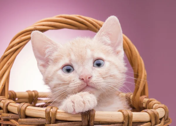 Gatito en la cesta Fotos de stock libres de derechos