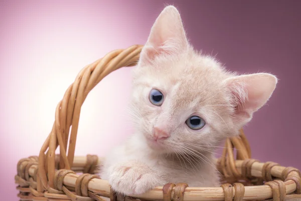 Klein katje in de mand — Stockfoto