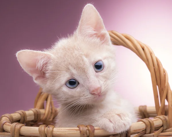 Маленький кошеня в кошику — стокове фото