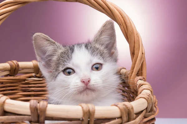 Klein katje in de mand — Stockfoto