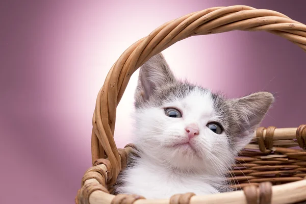 Klein katje in de mand — Stockfoto