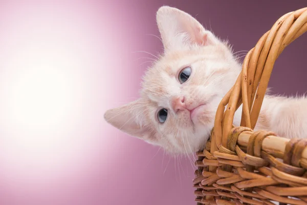 Gatinho na cesta — Fotografia de Stock