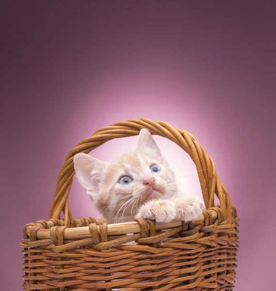 Μικρό γατάκι στο καλάθι — Φωτογραφία Αρχείου