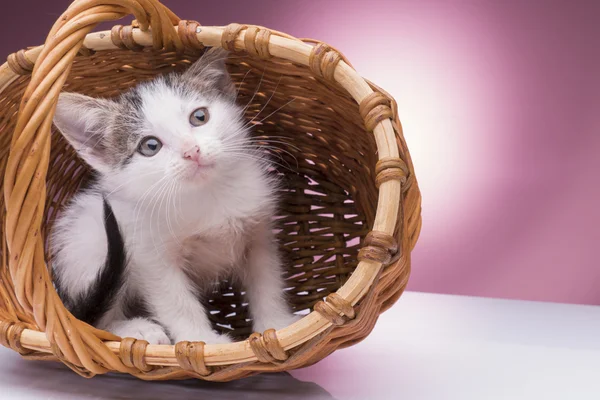 Gatinho na cesta — Fotografia de Stock