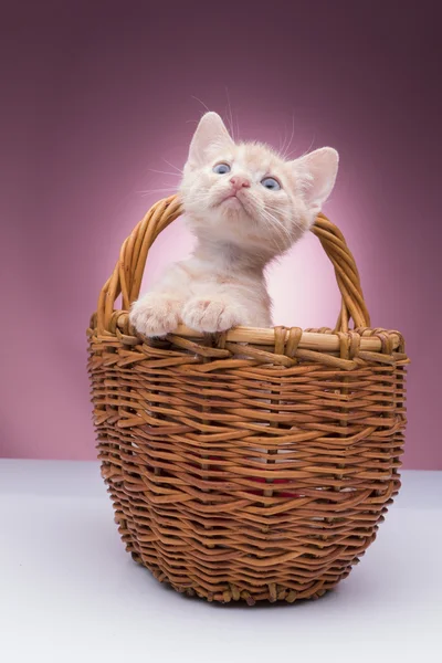 Liten kattunge i korgen — Stockfoto