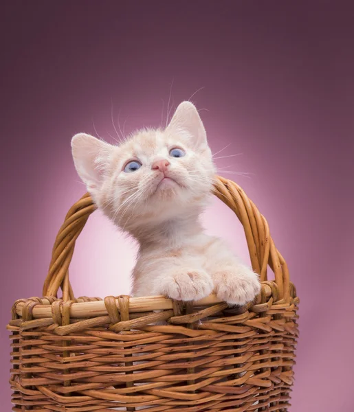 Klein katje in de mand — Stockfoto