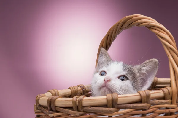 Μικρό γατάκι στο καλάθι — Φωτογραφία Αρχείου