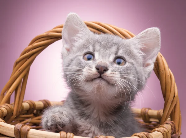 Little kitten in the basket — Stock Photo, Image