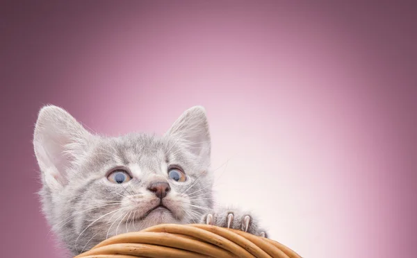 Gatinho na cesta — Fotografia de Stock