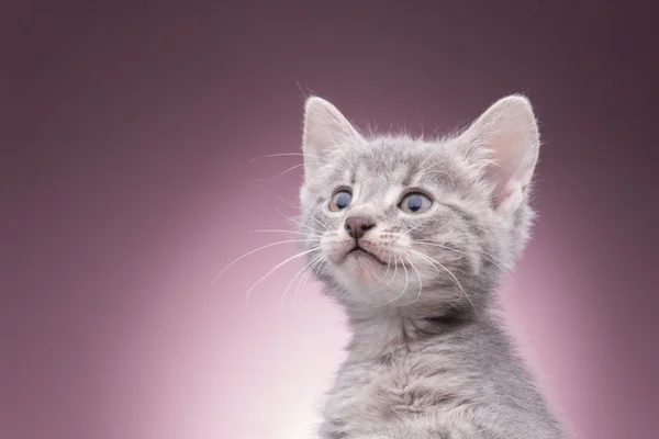 Gatinho na cesta — Fotografia de Stock