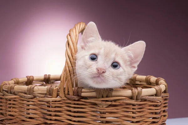 Klein katje in de mand — Stockfoto