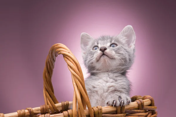 Gatito en la cesta — Foto de Stock