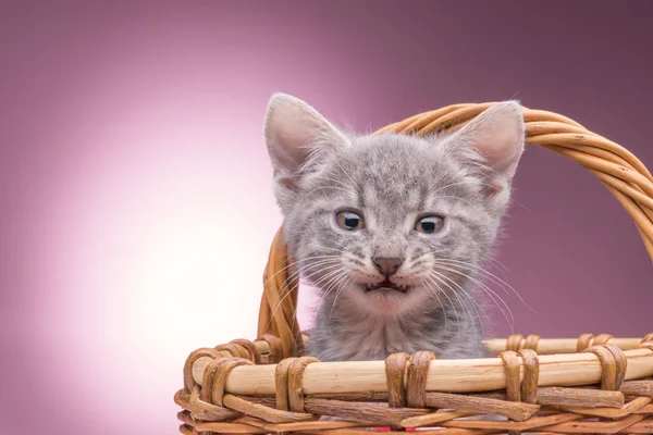 Klein katje in de mand — Stockfoto