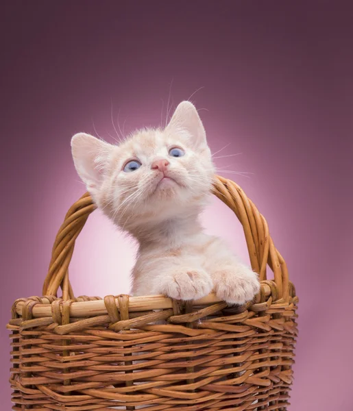 바구니에 담긴 새끼 고양이 스톡 사진