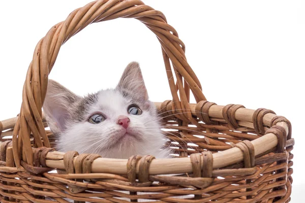 Маленький смешной котенок — стоковое фото