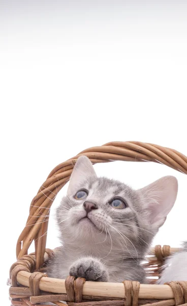 Pequeno gatinho engraçado — Fotografia de Stock