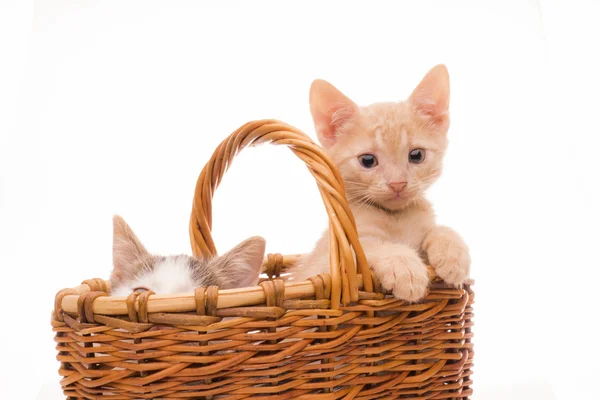 Pequeno gatinho engraçado — Fotografia de Stock