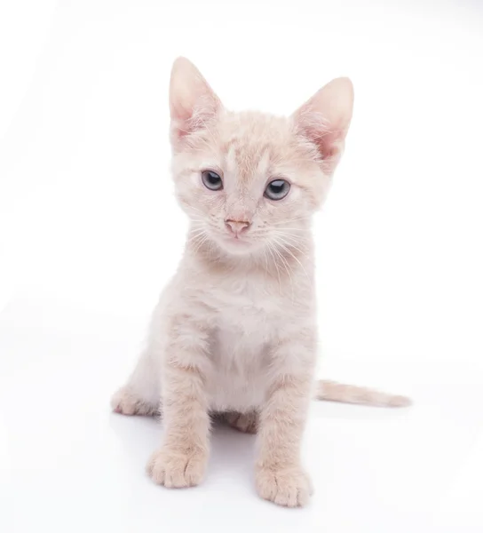 Pequeno gatinho engraçado — Fotografia de Stock