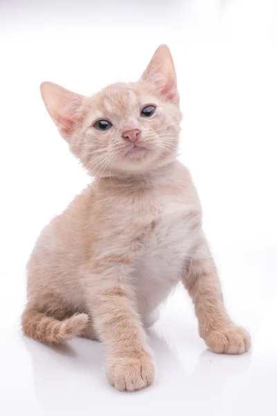 Little funny kitten — Stock Photo, Image