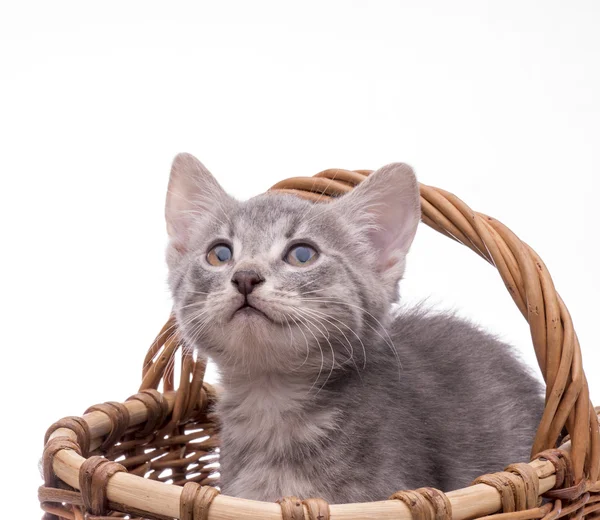 Pequeno gatinho engraçado — Fotografia de Stock