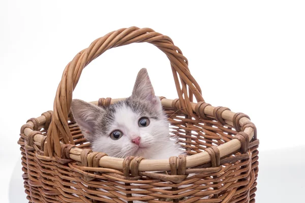 Weinig grappige kitten — Stockfoto