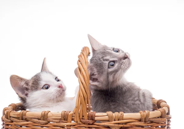 Pequeño gatito divertido Imágenes de stock libres de derechos