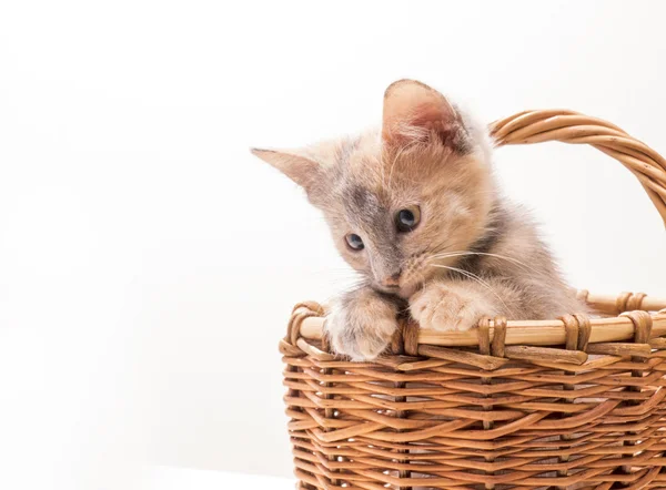 Little funny kitten — Stock Photo, Image