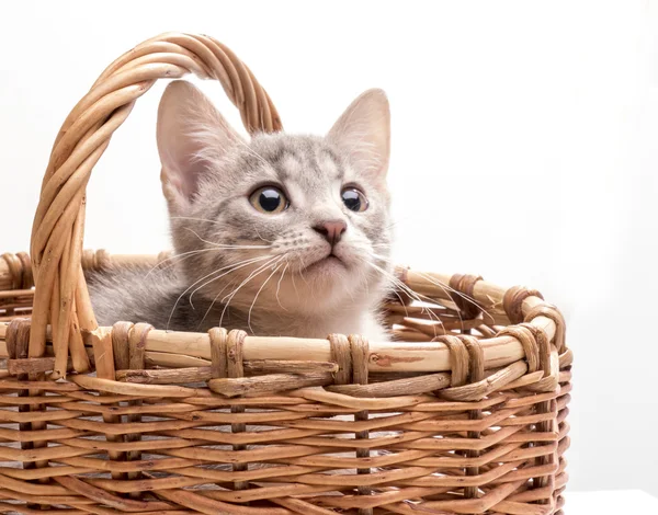 Pequeno gatinho engraçado — Fotografia de Stock