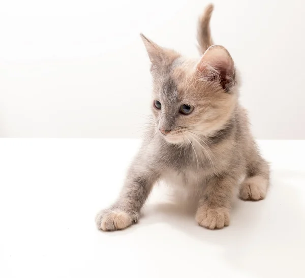 Маленький смішний кошеня — стокове фото