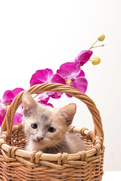 Weinig grappige kitten — Stockfoto