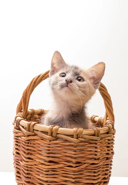 Pequeno gatinho engraçado — Fotografia de Stock