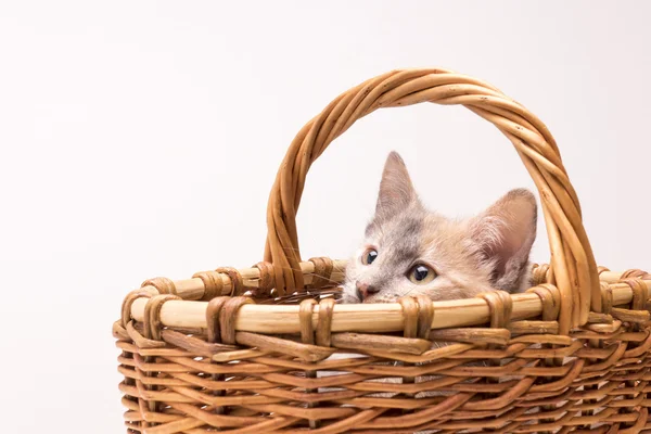 Pequeño gatito divertido —  Fotos de Stock