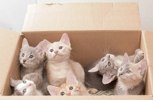 Divertidos gatitos en una caja Fotos de stock libres de derechos