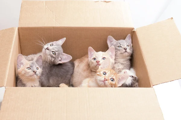 Divertidos gatitos en una caja Fotos de stock